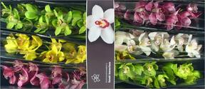 Cymbidium tak mix