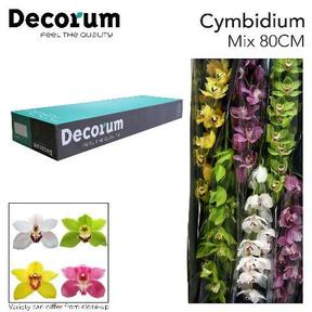 Cymbidium tak mix