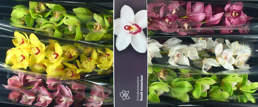 Cymbidium tak mix