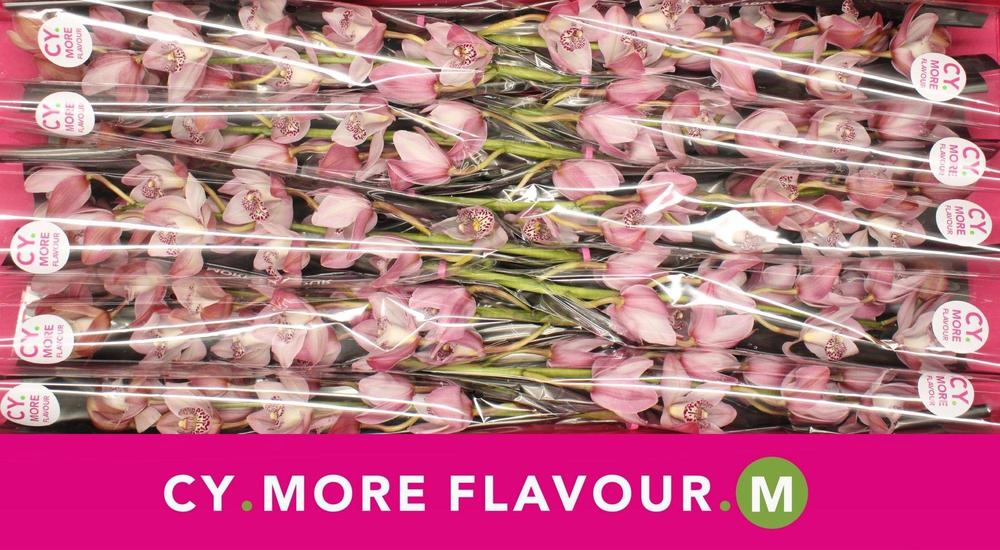 Minicymbidium peachlet irene