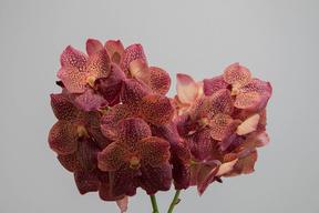 Vanda leopard coral