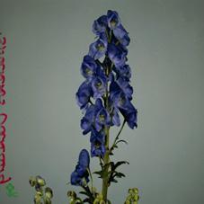 Aconitum car arendsii