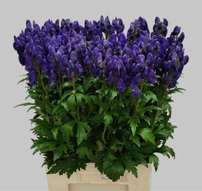 Aconitum car arendsii