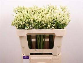 Agapanthus gletsjer