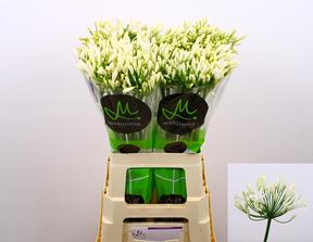 Agapanthus gletsjer