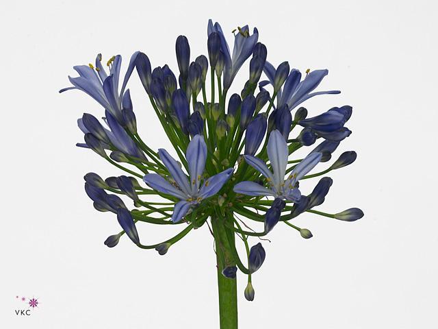 Agapanthus atlantic ocean