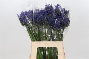 Agapanthus atlantic ocean