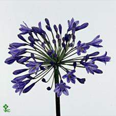 Agapanthus intermedia