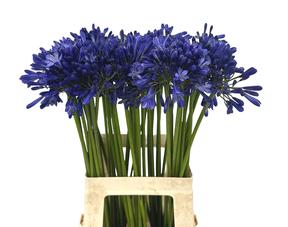 Agapanthus intermedia