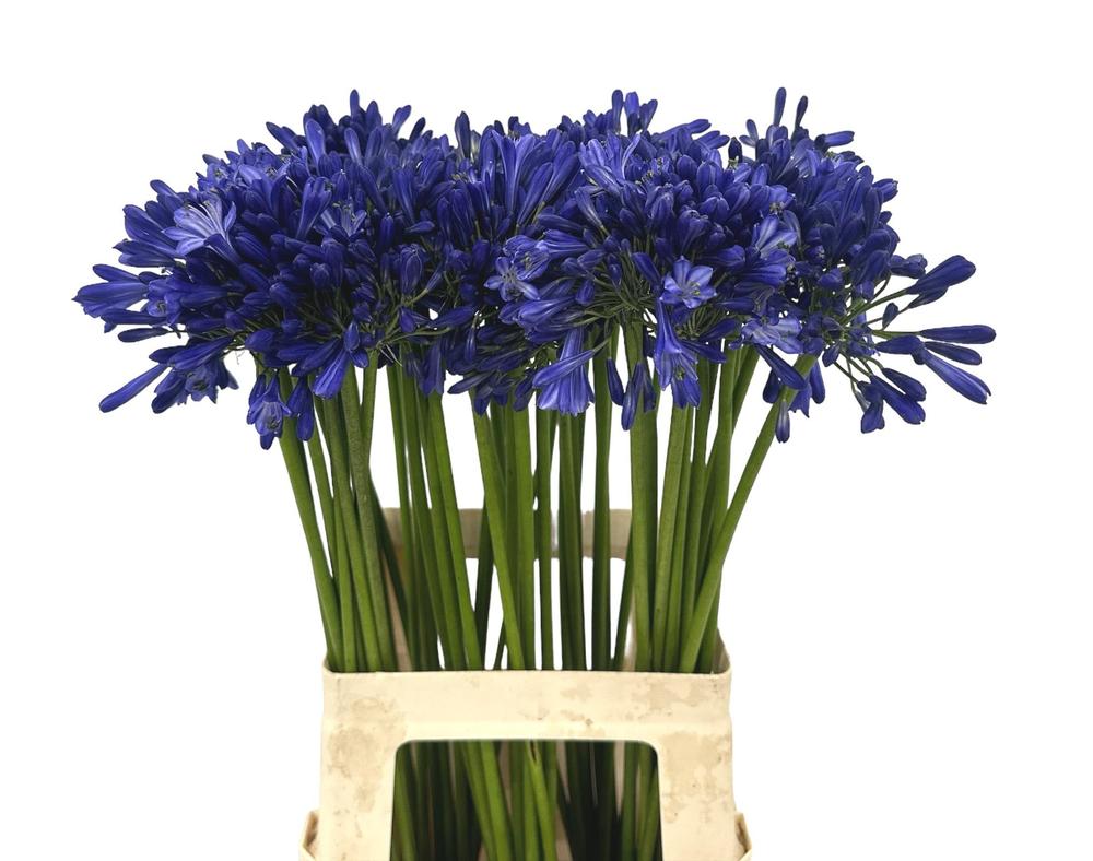 Agapanthus intermedia