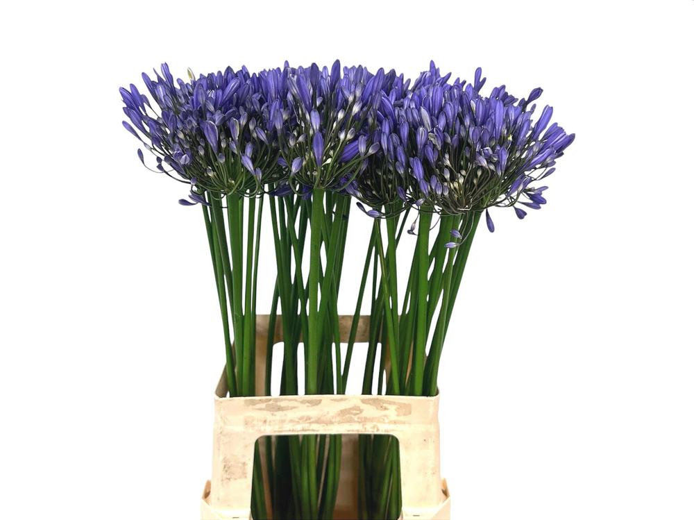 Agapanthus intermedia