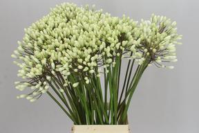 Agapanthus white