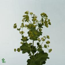 Alchemilla robustica