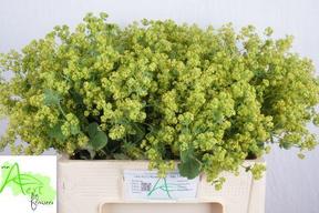 Alchemilla robustica