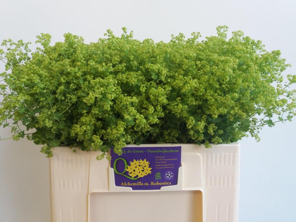 Alchemilla robustica
