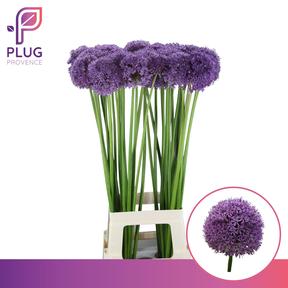 Allium gladiator