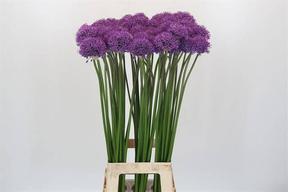 Allium gladiator