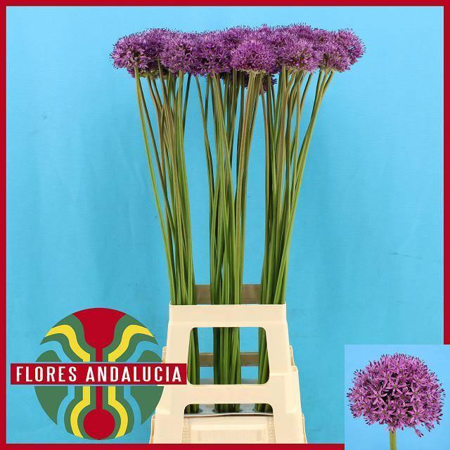 Allium gladiator
