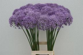 Allium violet beauty