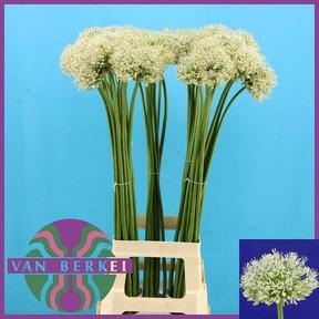 Allium white giant