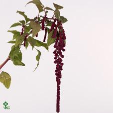 Amaranthus caudatus rosary