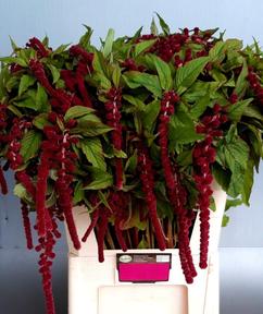 Amaranthus caudatus rosary