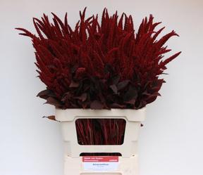 Amaranthus cruen velvet