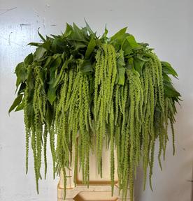 Amaranthus green cord