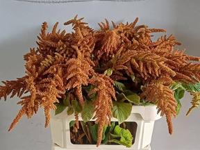 Amaranthus hot biscuits