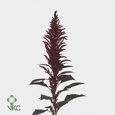 Amaranthus oeschberg