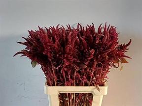 Amaranthus oeschberg