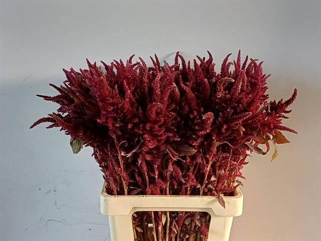 Amaranthus oeschberg