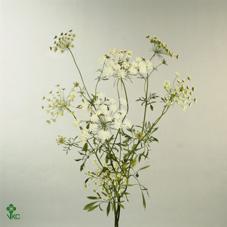 Ammi majus wit