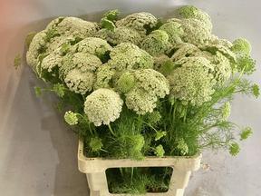 Ammi majus wit