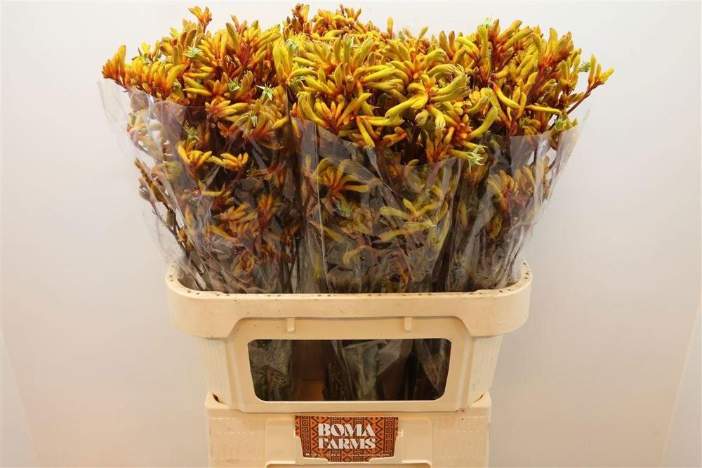 Anigozanthos gold fever