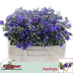 Aquilegia blue lady