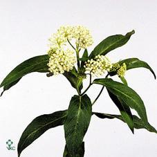 Asclepias inc white super