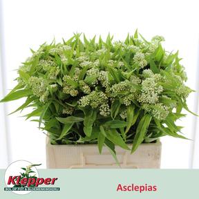 Asclepias inc white super