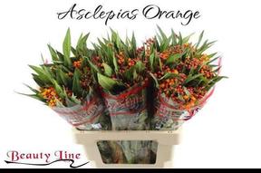 Asclepias silky gold