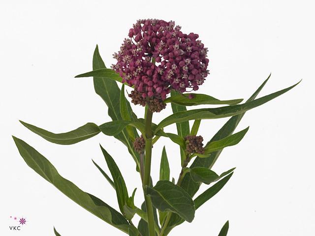 Asclepias soulmate