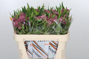 Asclepias soulmate