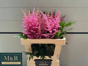 Astilbe anita pfeifer