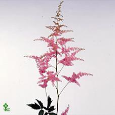 Astilbe anita pfeifer
