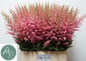 Astilbe anita pfeifer