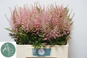 Astilbe erica