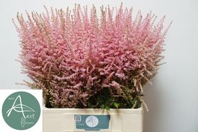 Astilbe erica
