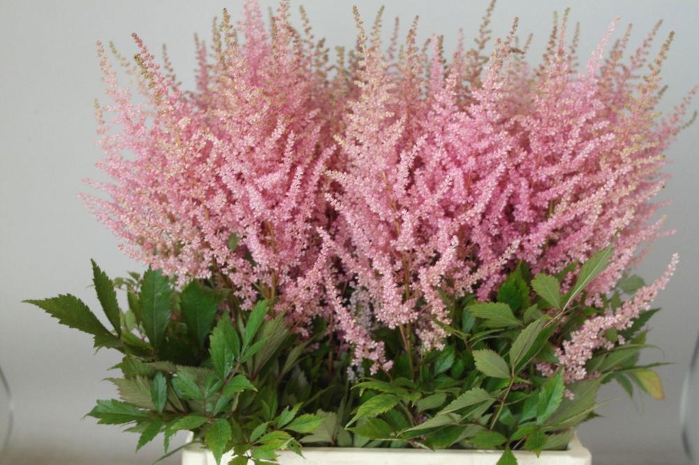Astilbe erica
