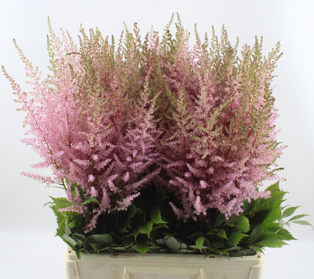 Astilbe erica