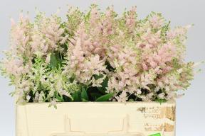 Astilbe europa