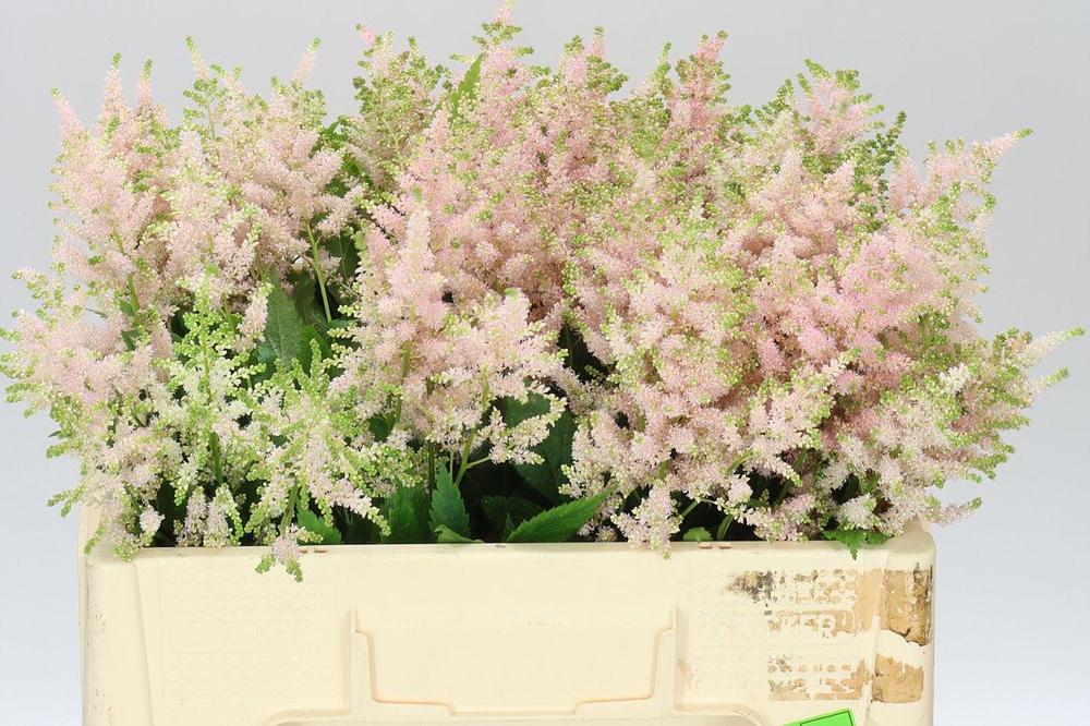 Astilbe europa